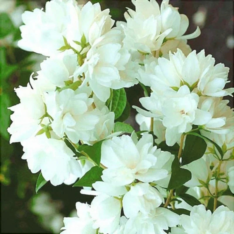 Iasomie "Snowbelle"