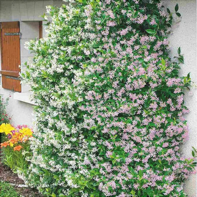 Iasomie „Star of Sicily” – plantă ornamentală | Regatul Plantelor