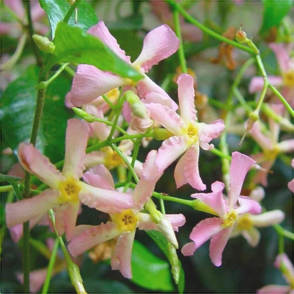 Iasomie "Star of Sicily"