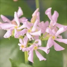 Iasomie "Star of Sicily"