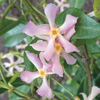 Iasomie Stelata „Jasminum Officinale”, Roz, la Ghiveci – plantă ornamentală | Regatul Plantelor