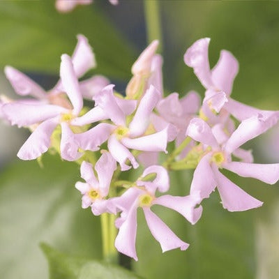 Iasomie Stelata "Jasminum Officinale", Roz, la Ghiveci