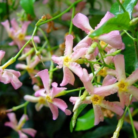 Iasomie Stelata "Jasminum Officinale", Roz, la Ghiveci de 3L, 1 Bucata