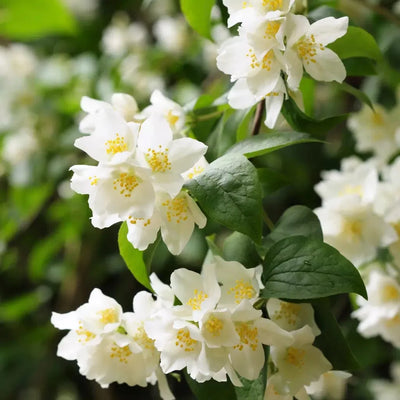 Iasomie „Yellow Hill” – plantă ornamentală | Regatul Plantelor