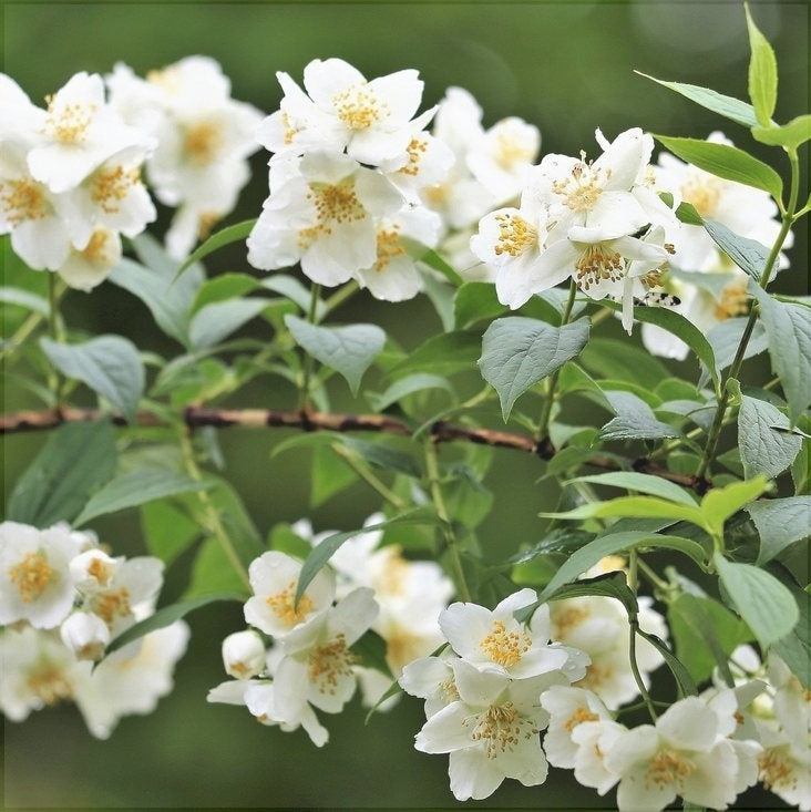 Iasomie de Gradina "Philadelphus Coronarius"