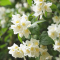 Iasomie de Gradina "Philadelphus Coronarius"