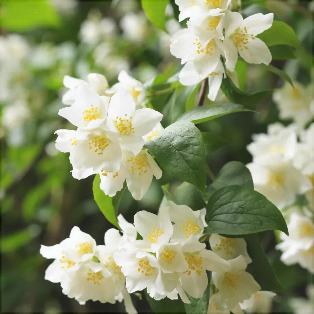 Iasomie de Gradina "Philadelphus Coronarius"