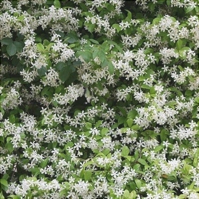 Iasomie de Gradina "Philadelphus Coronarius"