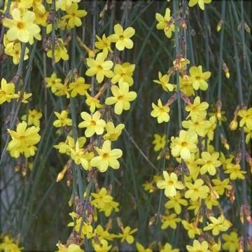 Iasomie de Iarnă "Jasminum Officinale", Galbenă, la Ghiveci