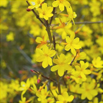 Iasomie de Iarnă „Jasminum Officinale”, Galbenă, la Ghiveci – plantă ornamentală | Regatul Plantelor
