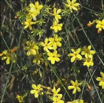 Iasomie de Iarnă "Jasminum Officinale", Galbenă, la Ghiveci