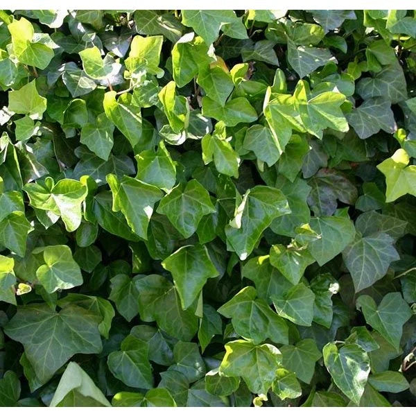 Iedera "Hibernica", la Ghiveci de 3L, 1 Bucată