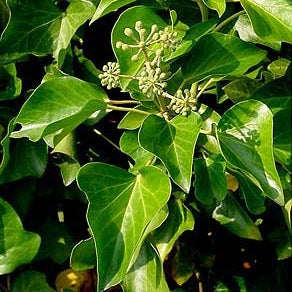 Iedera "Hibernica", la Ghiveci de 3L, 1 Bucata
