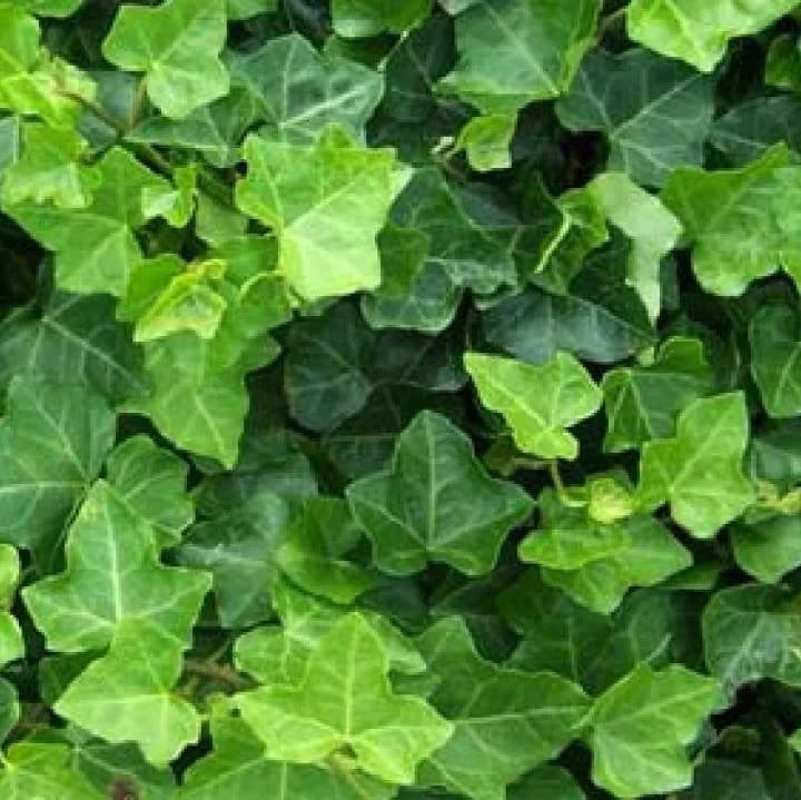 Iedera "Hibernica", la Ghiveci de 3L, 1 Bucată
