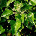 Iedera Vesnic Verde "Hedera Hibernica" , 160 - 180 cm