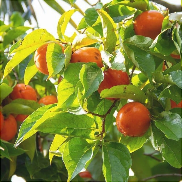 Kaki, Anul 2, 1 Bucata