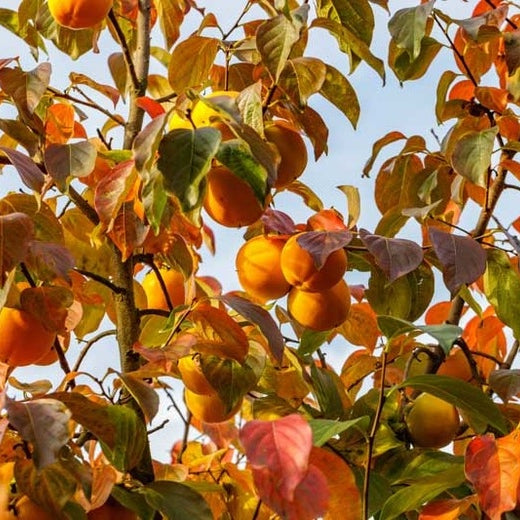 Kaki "Jiro", Anul 2, 1 Bucata