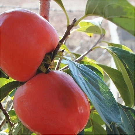 Kaki "Rojo Brillante", Anul 2, 1 Bucata