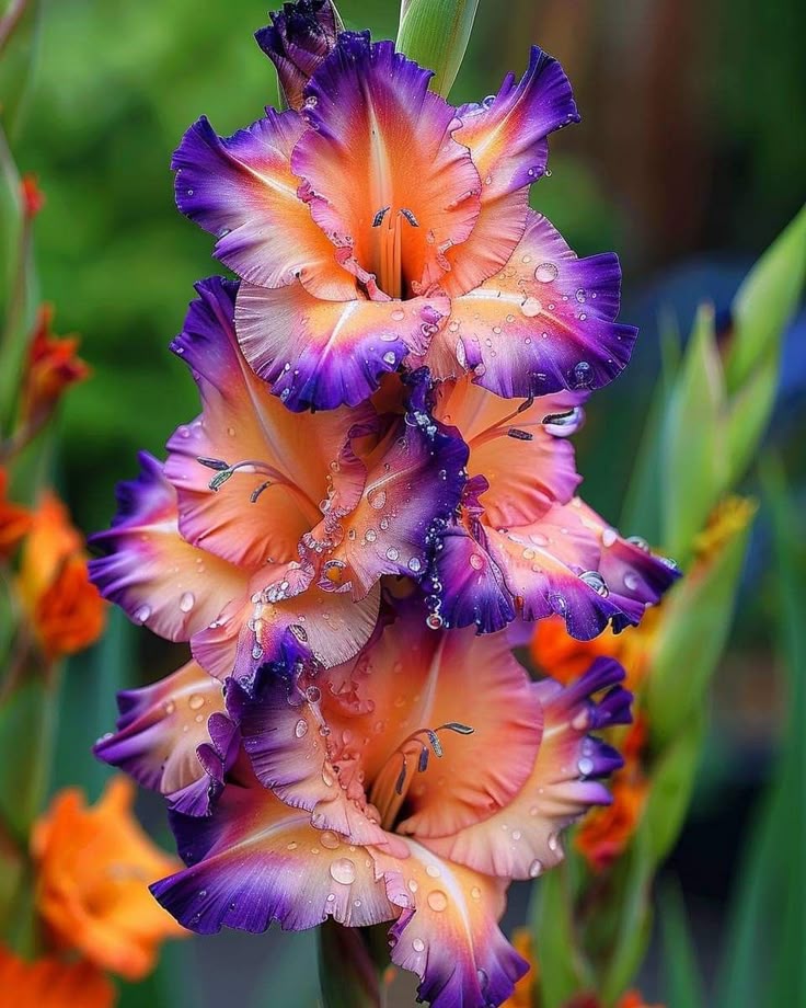 Bulbi de Gladiole "Karneval", 5 bucati