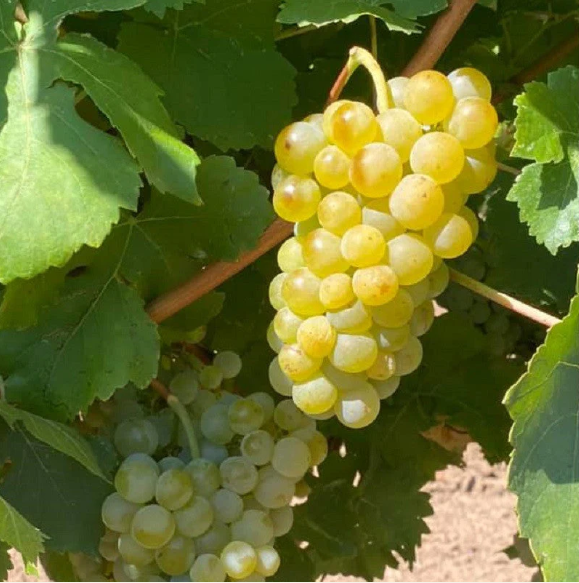 Pachet Mixt Alb Viță de vie de masă Butași 10 Bucăți