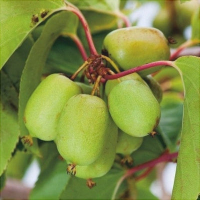 Kiwi Actinidia arguta Issai la ghiveci – arbust fructifer | Regatul Plantelor