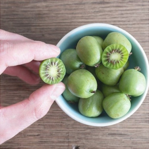Kiwi Issai (Actinidia arguta Issai) la Ghiveci, 1 Bucata