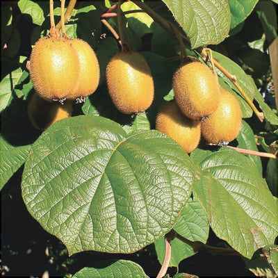 Kiwi Actinidia deliciosa „Jenny” la ghiveci – arbust fructifer | Regatul Plantelor