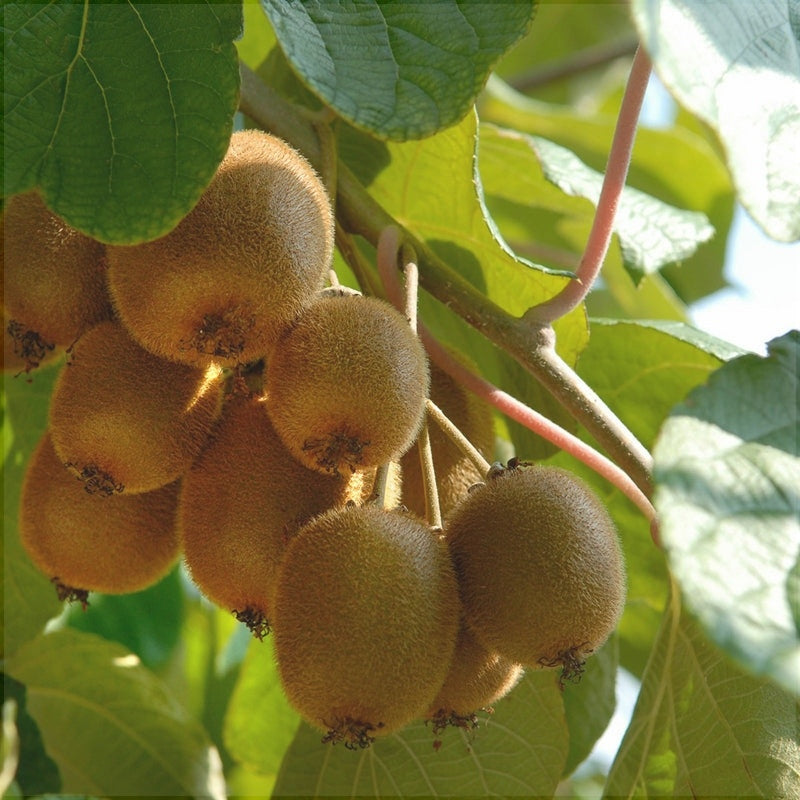 Kiwi Actinidia deliciosa „Jenny” la ghiveci