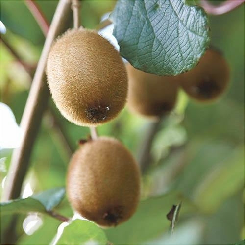 Kiwi Actinidia deliciosa „Jenny” la ghiveci