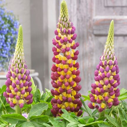 Bulbi de Lupine, Mov-Galben, 2 Bucati