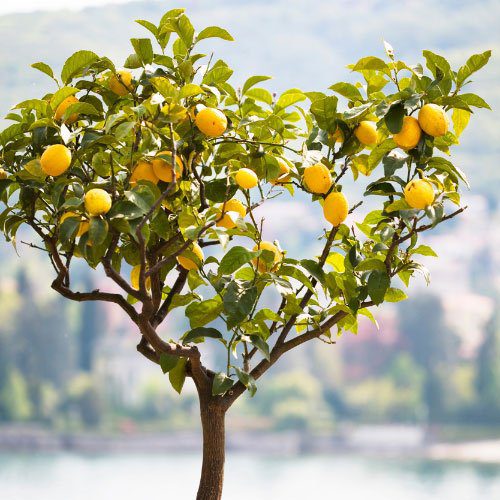 Lamai "Citrus Limon" la ghiveci