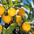 Lamai "Citrus Limon" la ghiveci