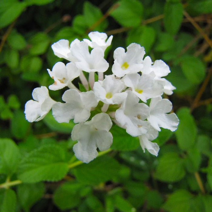 Lantana Alba