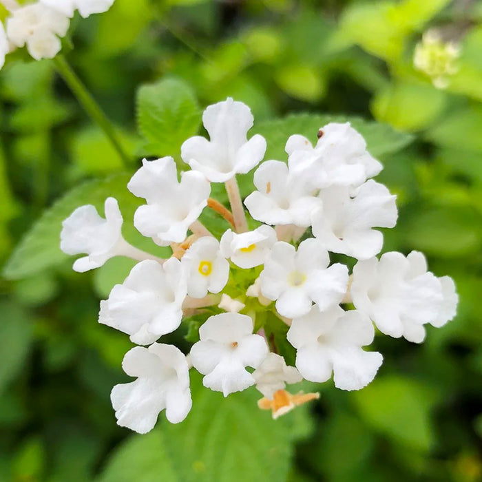 Lantana Alba