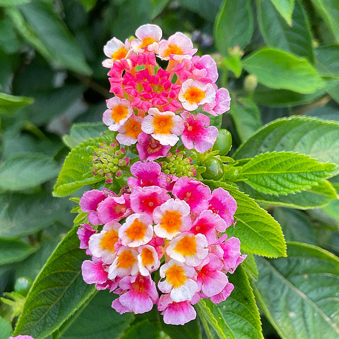 Lantana Roz