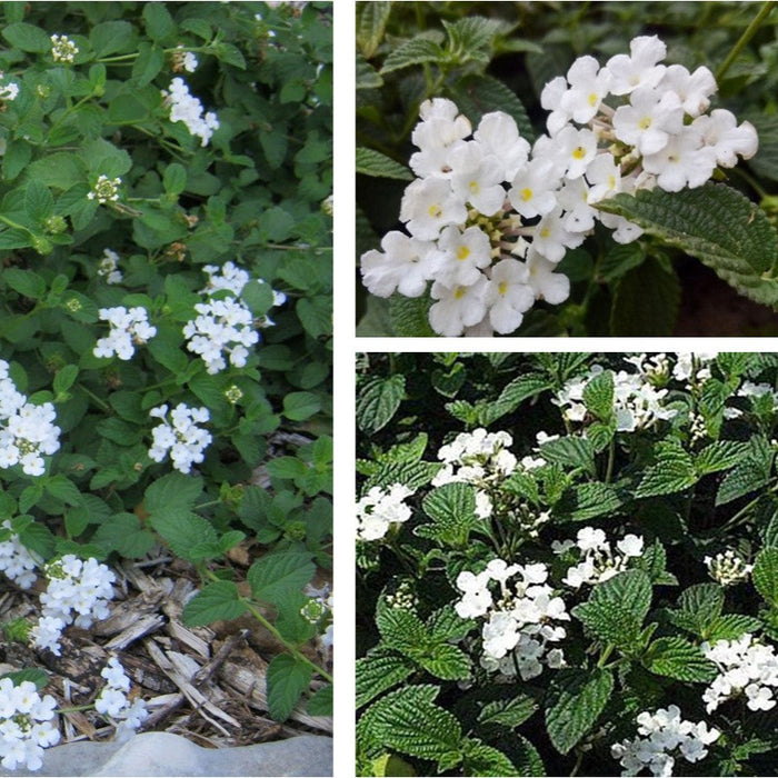 Lantana Alba