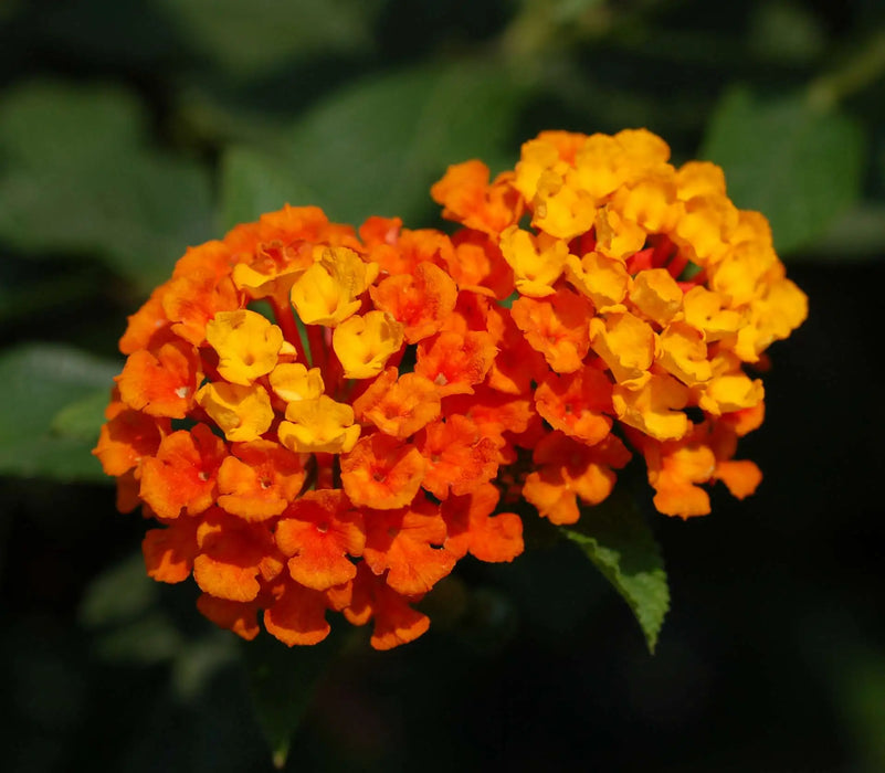 Lantana Portocalie
