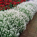 Lavanda Alba la Ghiveci