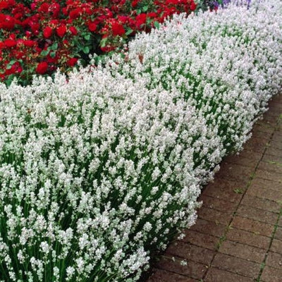 Lavandă Albă la Ghiveci – plantă ornamentală | Regatul Plantelor