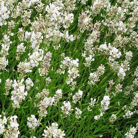 Lavanda Alba la Ghiveci