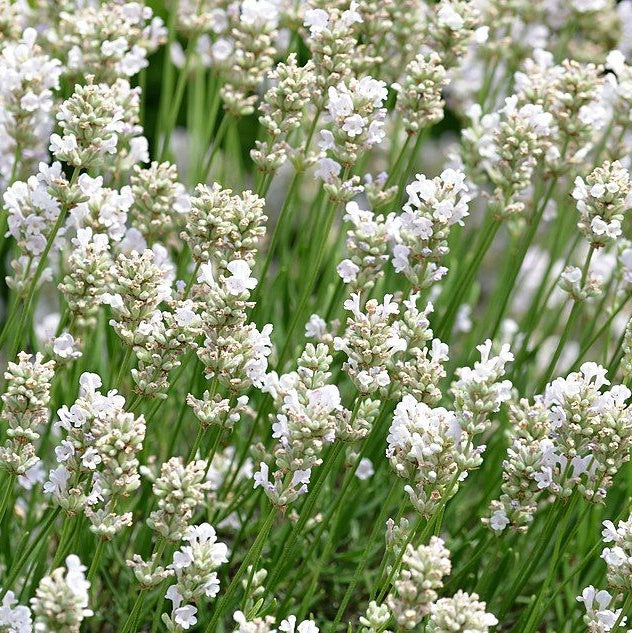 Lavanda Alba la Ghiveci