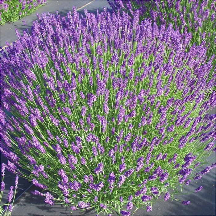 Lavanda, la Ghiveci de 3L, 1 Bucata
