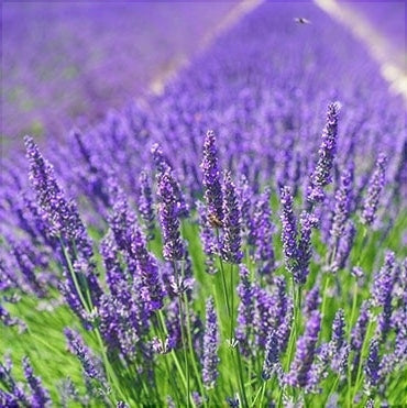 Lavanda, la Ghiveci de 3L, 1 Bucata