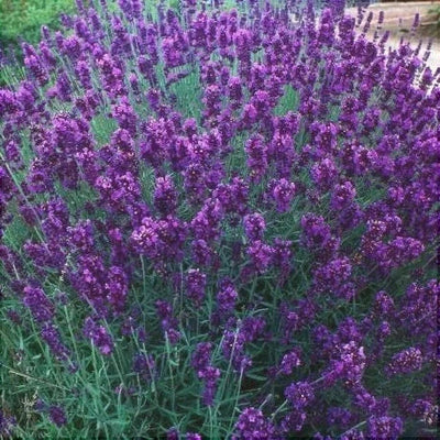 Lavandă Mov la Ghiveci – plantă ornamentală | Regatul Plantelor