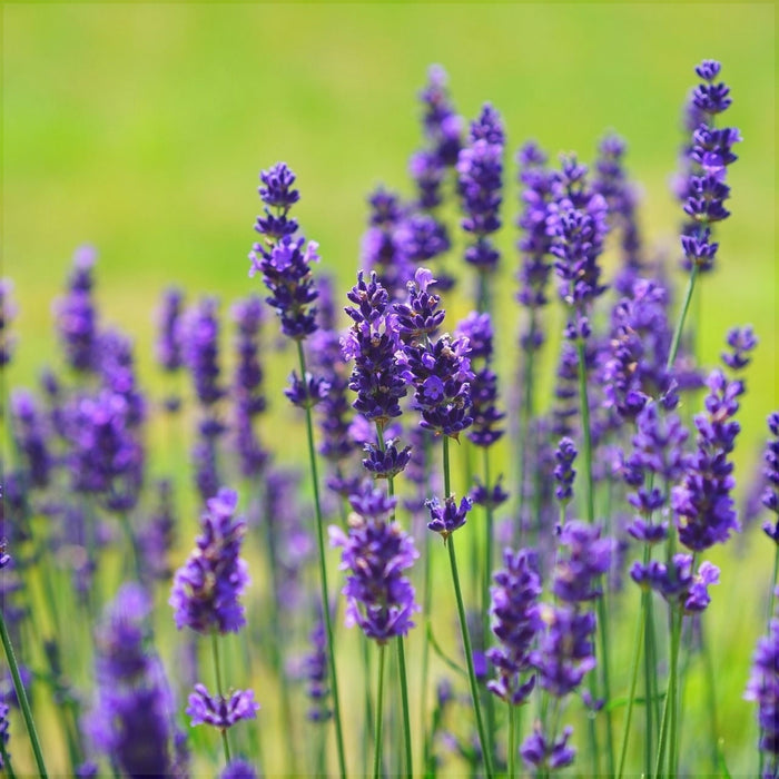 Lavanda, la Ghiveci de 3L, 1 Bucata