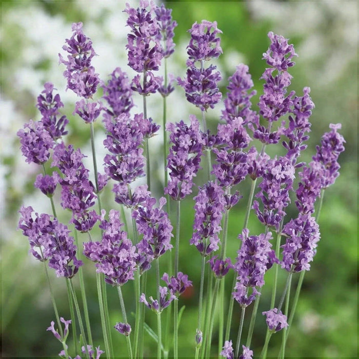 Lavanda, la Ghiveci de 3L, 1 Bucata