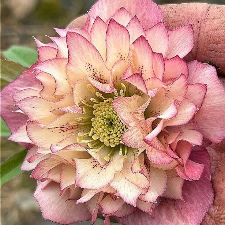 Helleborus ”Lavander Blush”, 1 Bucată