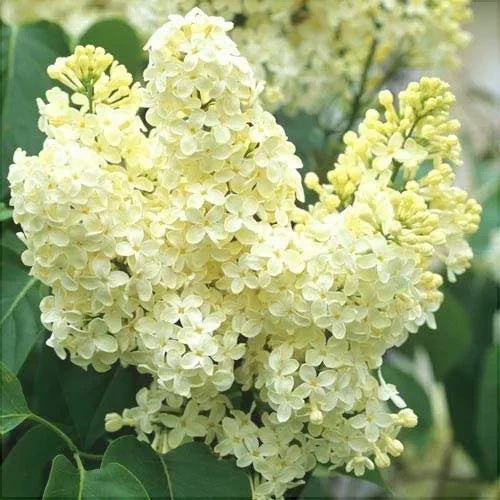 Liliac Galben  la ghiveci