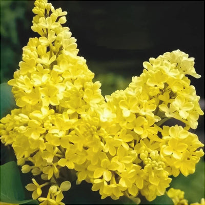 Liliac Galben la ghiveci – plantă ornamentală | Regatul Plantelor