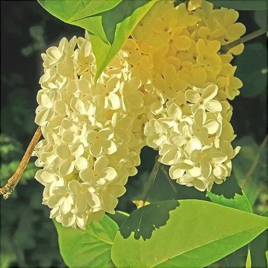 Liliac Galben  la ghiveci